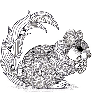 https://www.bookbaby.com/Images/coloring-book-thumb-squirrel.jpg